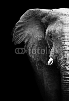 Cuadro Media Cara De Elefante Fondo Negro 100 A Medida